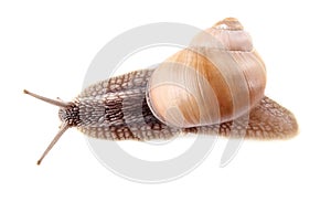 Garden snail (Helix aspersa)