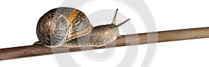 Garden Snail, Helix aspersa