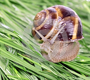 Garden snail (Helix aspersa)