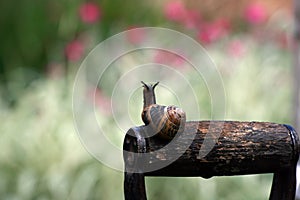 Garden snail (Helix aspersa)