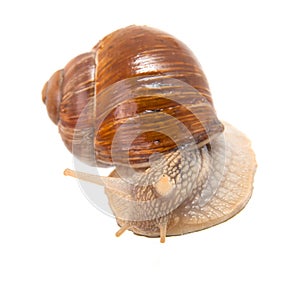 Garden snail (Helix aspersa)