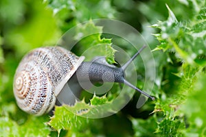 Garden Snail - Helix aspersa