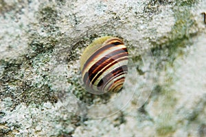 Garden snail Helix aspersa