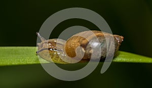 Garden snail, helix aspersa animal sliding on grass stem. Macro photo