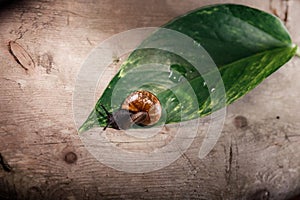 Garden snail, Helix aspersa aspersa on the green leaf