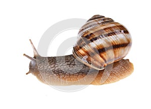 Garden snail Helix aspersa with brown shell on an isolated