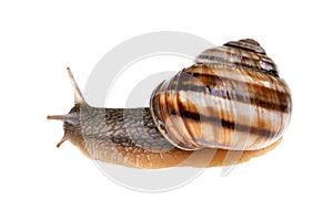 Garden snail Helix aspersa with brown shell on an isolated