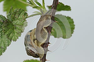 A Garden Snail, Helix aspersa, climbing up the stem of a thorny bramble bush.