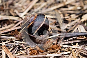 Garden snail Helix aspersa crawls over wet straw