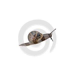 Garden snail Helix aspersa with decorated shell, crawling animal isolated, clipping path
