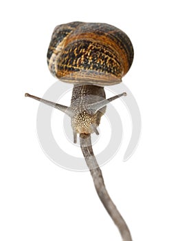 Garden snail, Helix aspersa, in front of white