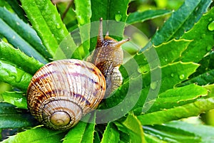 Garden Snail Helix aspersa, gliding on the wet plant in the garden. Macro close-up blurred green background. Short depth of focu