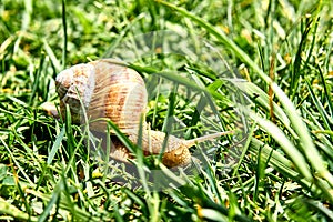 Garden Snail Helix Aspersa in the Grass
