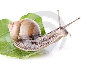 Garden snail (Helix aspersa) on green leaf