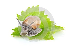 Garden snail (Helix aspersa) on green leaf