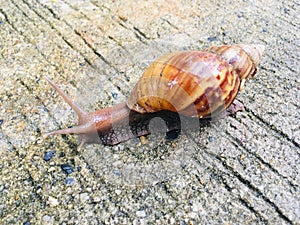Garden snail Helix Aspersa on ground
