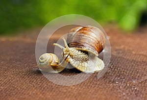 Garden snail (Helix aspersa) with its baby