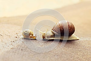 Garden snail (Helix aspersa) with its baby