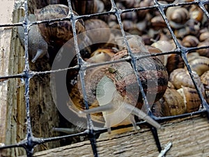 Garden snail. Helix aspersa Muller. Mollusc from gastropods.