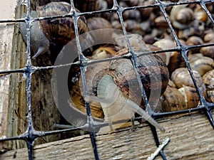 Garden snail. Helix aspersa Muller. Mollusc from gastropods.