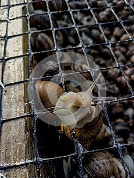 Garden snail. Helix aspersa Muller. Mollusc from gastropods.