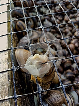 Garden snail. Helix aspersa Muller. Mollusc from gastropods.