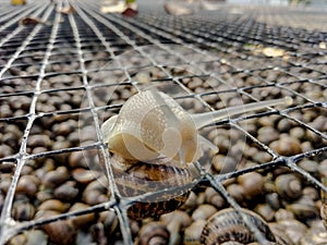 Garden snail. Helix aspersa Muller. Mollusc from gastropods.