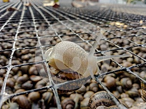 Garden snail. Helix aspersa Muller. Mollusc from gastropods.