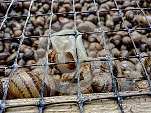 Garden snail. Helix aspersa Muller. Mollusc from gastropods.