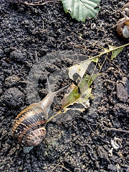 Garden snail. Helix aspersa Muller. Mollusc from gastropods.