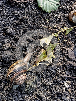 Garden snail. Helix aspersa Muller. Mollusc from gastropods.