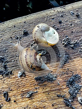 Garden snail. Helix aspersa Muller. Mollusc from gastropods.