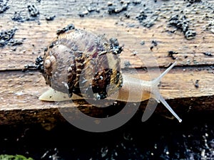 Garden snail. Helix aspersa Muller. Mollusc from gastropods.