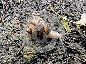 Garden snail. Helix aspersa Muller. Mollusc from gastropods.