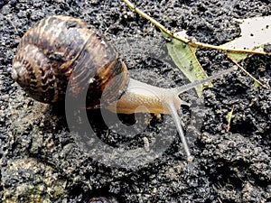 Garden snail. Helix aspersa Muller. Mollusc from gastropods.