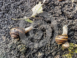 Garden snail. Helix aspersa Muller. Mollusc from gastropods.