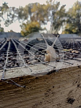 Garden snail. Helix aspersa Muller. Mollusc from gastropods.