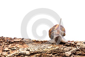 Garden snail Helix aspersa on a tree trunk