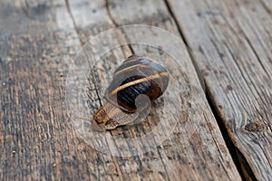 Garden snail Helix aspersa on wooden floor