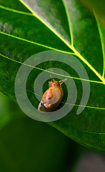 Garden snail Helix asperse on green leaf isolated. Save Earth concept. Snail on green leaf, green nature background.