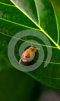 Garden snail Helix asperse on green leaf isolated. Save Earth concept. Snail on green leaf, green nature background.