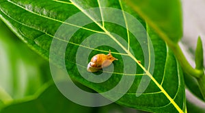 Garden snail Helix asperse on green leaf isolated. Save Earth concept. Snail on green leaf, green nature background.