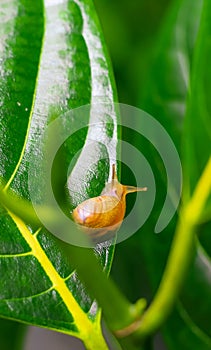 Garden snail Helix asperse on green leaf isolated. Save Earth concept. Snail on green leaf, green nature background.