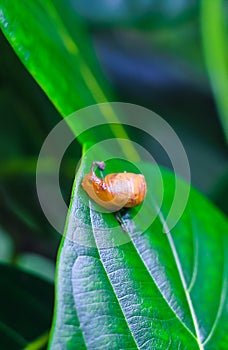 Garden snail Helix asperse on green leaf isolated. Save Earth concept. Snail on green leaf, green nature background.