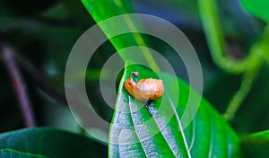 Garden snail Helix asperse on green leaf isolated. Save Earth concept. Snail on green leaf, green nature background.