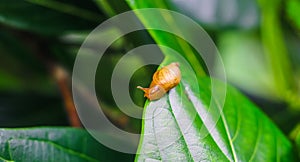 Garden snail Helix asperse on green leaf isolated. Save Earth concept. Snail on green leaf, green nature background.