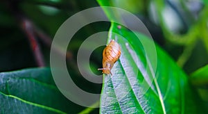 Garden snail Helix asperse on green leaf isolated. Save Earth concept. Snail on green leaf, green nature background.