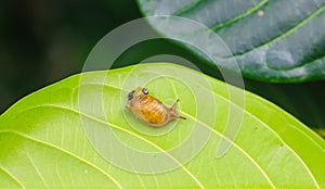 Garden snail Helix asperse on green leaf isolated. Save Earth concept. Snail on green leaf, green nature background.