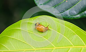 Garden snail Helix asperse on green leaf isolated. Save Earth concept. Snail on green leaf, green nature background.