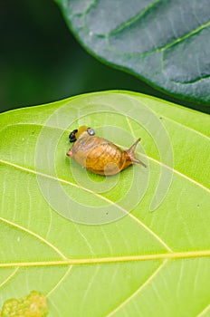 Garden snail Helix asperse on green leaf isolated. Save Earth concept. Snail on green leaf, green nature background.